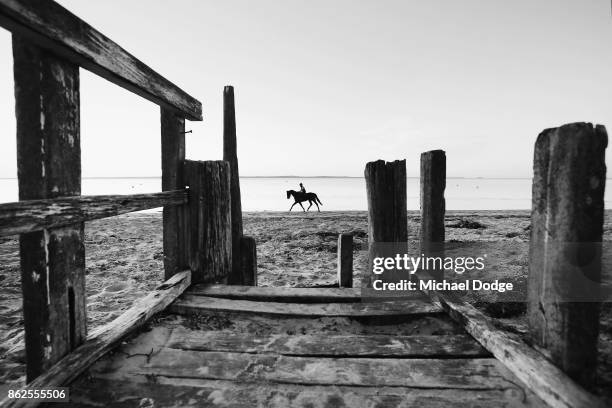 Race horse canters during a training session at Balnarring Beach on October 18, 2017 in Melbourne, Australia. Balnarring Beach is a remote beach on...