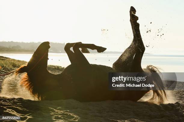 Race horse rolls in the hand during a training session at Balnarring Beach on October 18, 2017 in Melbourne, Australia. Balnarring Beach is a remote...