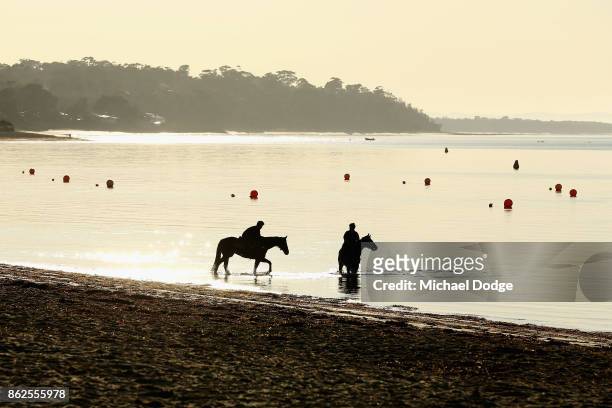 Race horses wade through the icy water along the foreshore during a training session at Balnarring Beach on October 18, 2017 in Melbourne, Australia....