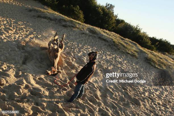 Race horse rolls in the hand during a training session at Balnarring Beach on October 18, 2017 in Melbourne, Australia. Balnarring Beach is a remote...