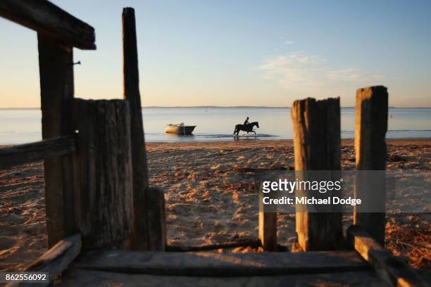 Race horse wades through the icy water during a training session at Balnarring Beach on October 18, 2017 in Melbourne, Australia. Balnarring Beach is...