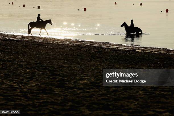 Race horses wade through the icy water along the foreshore during a training session at Balnarring Beach on October 18, 2017 in Melbourne, Australia....