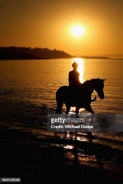 Race horse wades through the icy water during a training session at Balnarring Beach on October 18, 2017 in Melbourne, Australia. Balnarring Beach is...