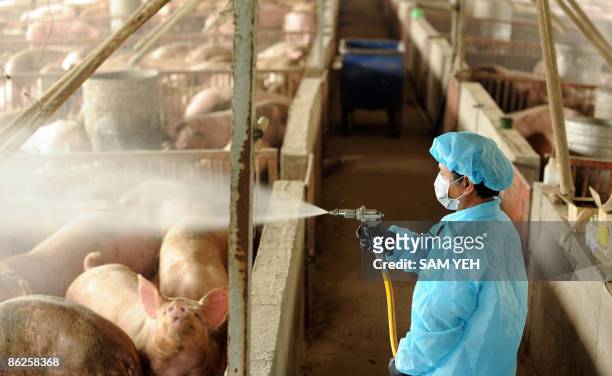 Member of the government's animal disease department works to disinfect a pig farm as a precaution in Hsichiou, Changhua county, in central Taiwan on...