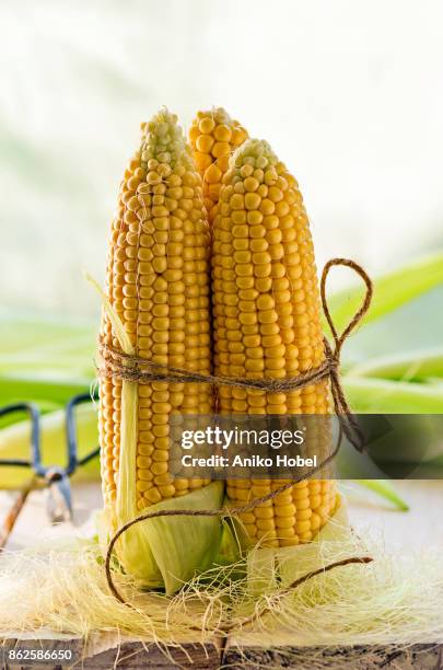 corn cobs - aniko hobel 個照片及圖片檔