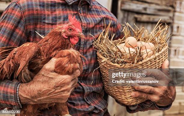 farmer holding chicken and basket with eggs - hens on poultry farm stock pictures, royalty-free photos & images