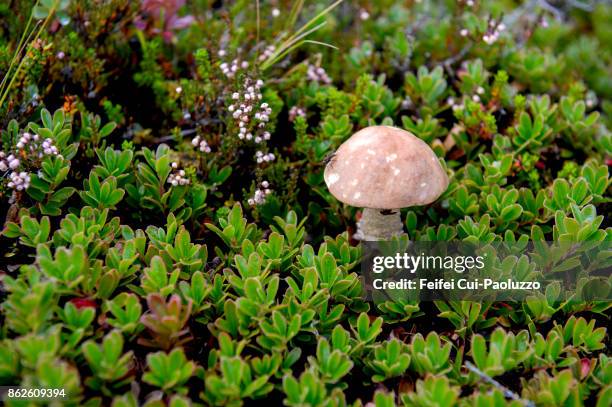 leccinum scabrum mushroom - pingvellir national park - fotografias e filmes do acervo