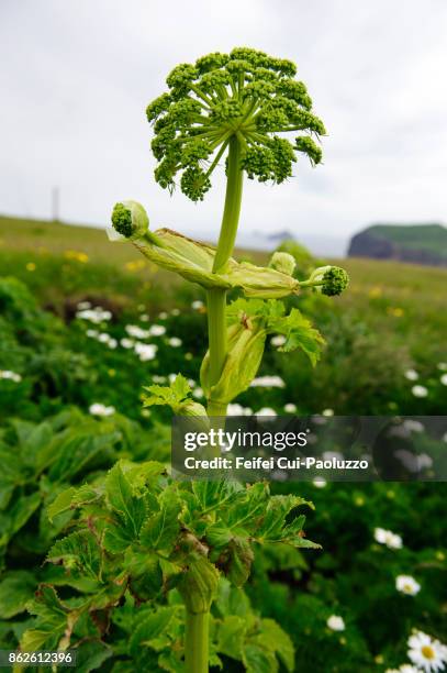 angelica plant at heimaey, westman islands, south iceland - angelica stock pictures, royalty-free photos & images