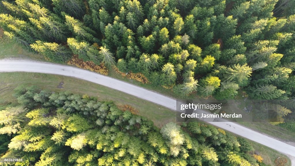 Aerial photo of forest