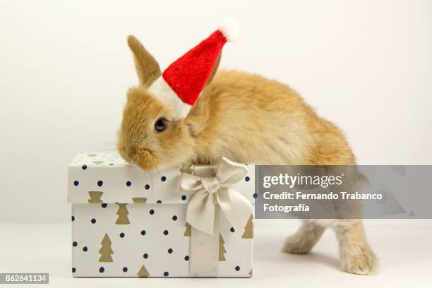 santa claus rabbit - happy birthday cat stock pictures, royalty-free photos & images