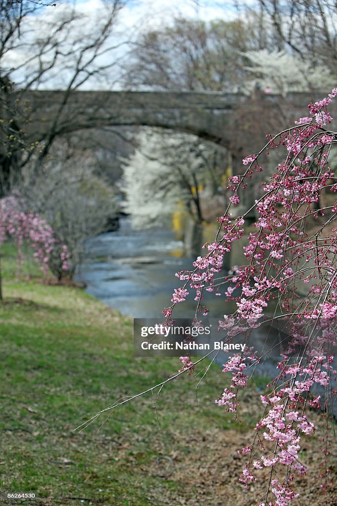 Cherry trees