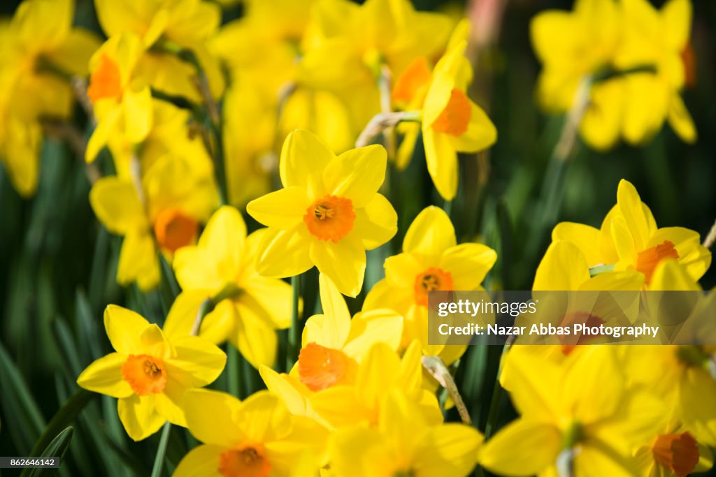 Daffodils during spring in Queenstown, New Zealand.