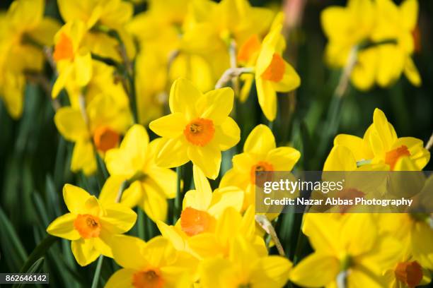 daffodils during spring in queenstown, new zealand. - narcissen stockfoto's en -beelden