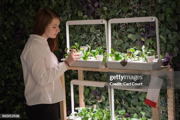 Member of staff poses next a hydroponic plant system in the 'Future Room' of the IKEA house on October 17, 2017 in London, England. The room is in...