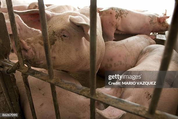 Pigs inside a pigsty in a farm in Mexicaltzingo, Mexico, on April 28, 2009. Mexico is the epicenter of a deadly swine flu outbreak, which has been...