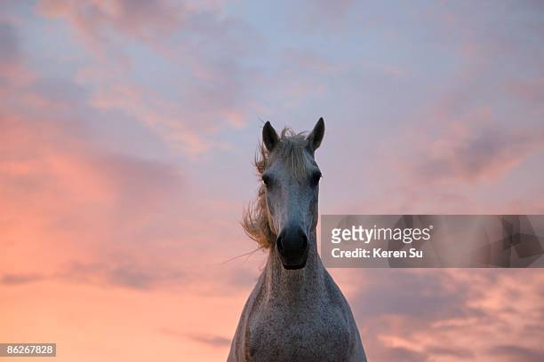 camargue horse at sunset, south france - cheval de face photos et images de collection