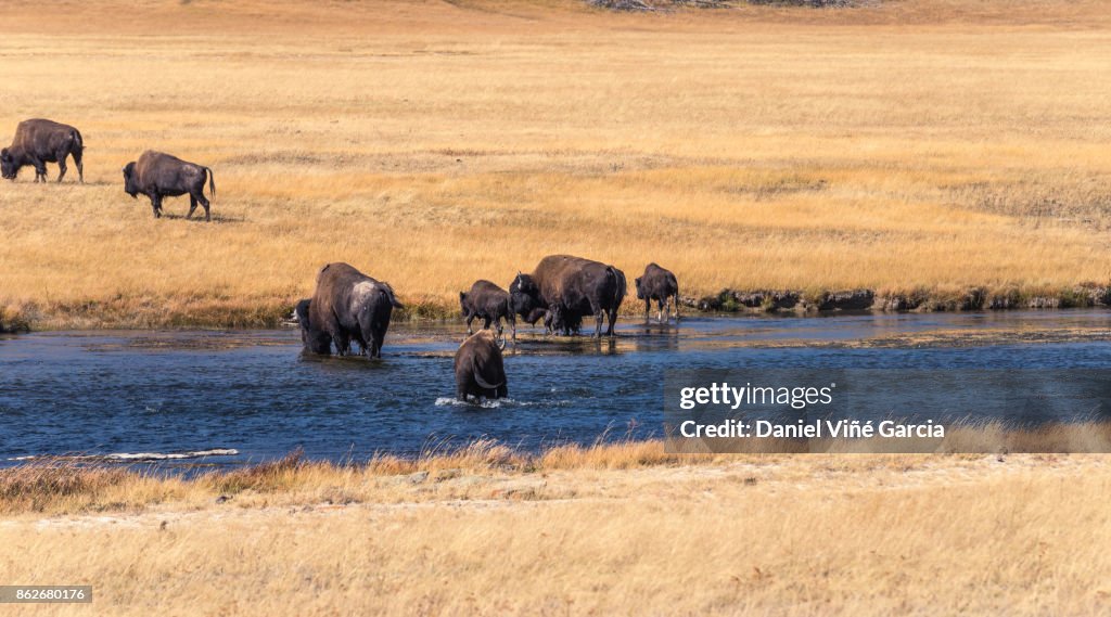 Buffalo or Bison and Wilderness in Yellowstone