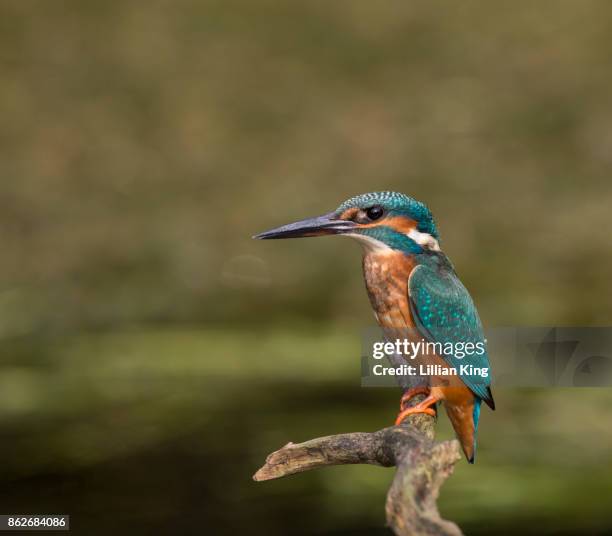 kingfisher fishing - stickleback stock pictures, royalty-free photos & images