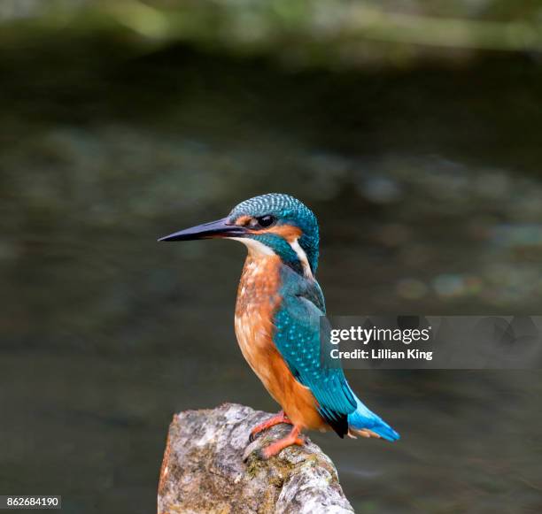 kingfisher fishing - stickleback fish stock pictures, royalty-free photos & images
