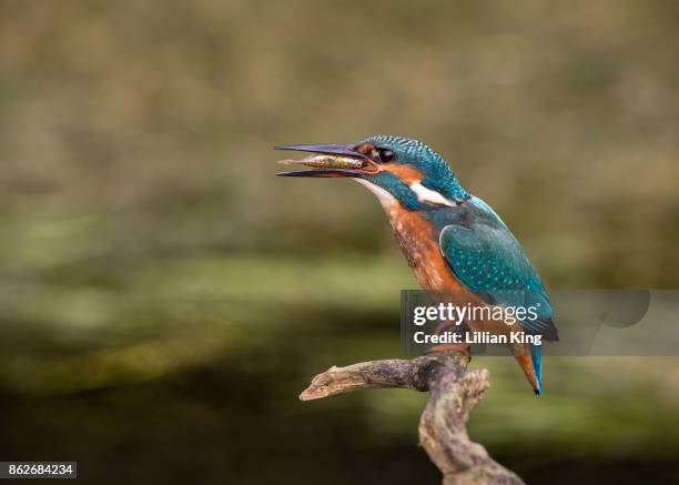 kingfisher fishing - stickleback fish stock pictures, royalty-free photos & images