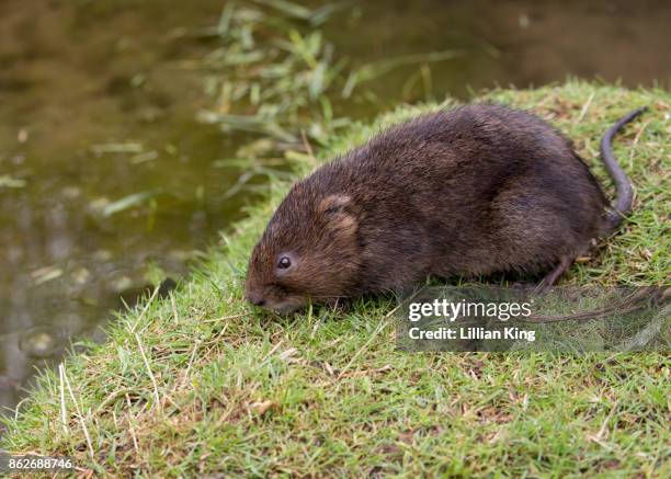 Dutch Water Rats 457 English Water Rat Stock Photos, High-Res Pictures, and Images ...