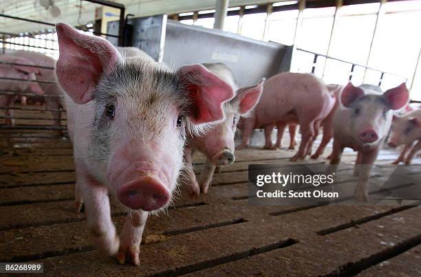 Hogs are raised on the farm of Gordon and Jeanine Lockie April 28, 2009 in Elma, Iowa. Hog farmers who have been battered by rising feed prices are...