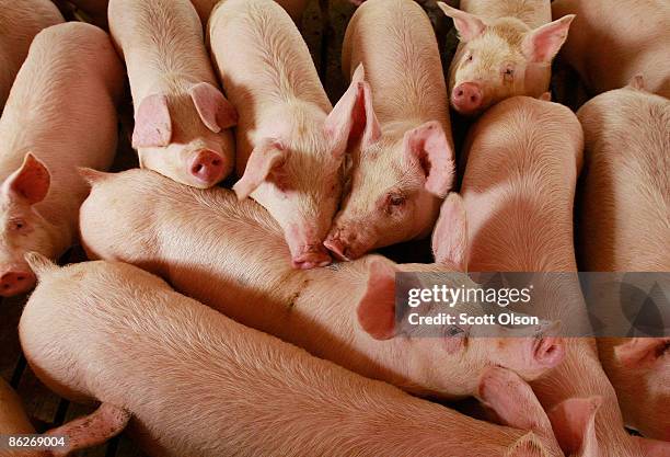 Hogs are raised on the farm of Gordon and Jeanine Lockie April 28, 2009 in Elma, Iowa. Hog farmers who have been battered by rising feed prices are...