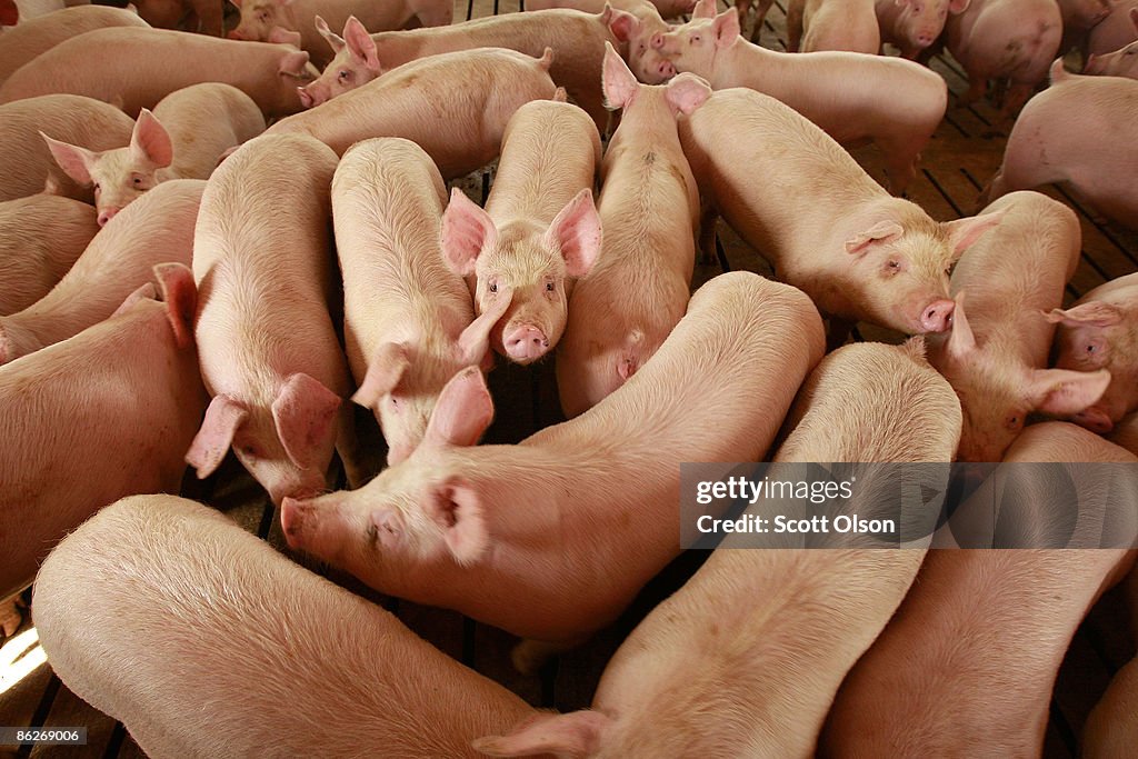 Misconceptions Surrounding Eating Pork And The Swine Flu Lower Hog Prices