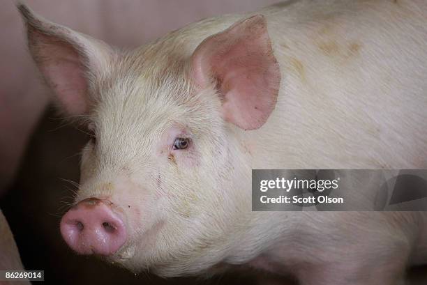 Hogs are raised on the farm of Gordon and Jeanine Lockie April 28, 2009 in Elma, Iowa. Hog farmers who have been battered by rising feed prices are...