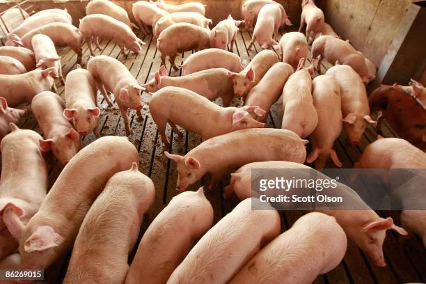 Hogs are raised on the farm of Gordon and Jeanine Lockie April 28, 2009 in Elma, Iowa. Hog farmers who have been battered by rising feed prices are...