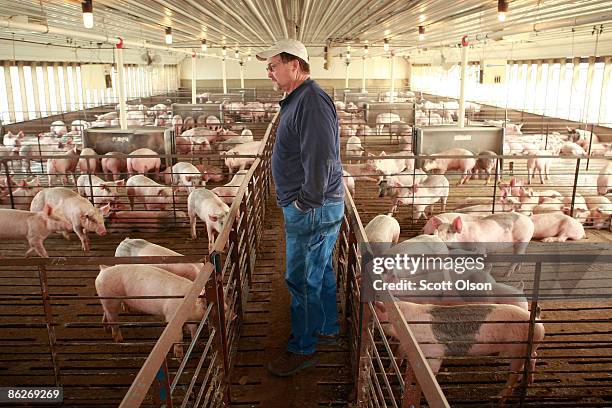 Misconceptions Surrounding Eating Pork And The Swine Flu Lower Hog..., Foto di attualità