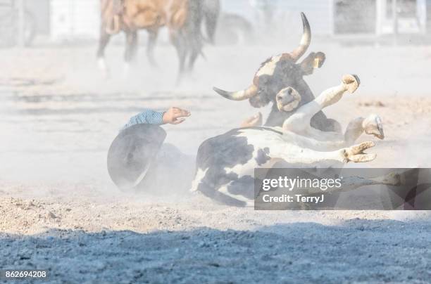 cowboy releases a steer after taking him down in a steer wrestling competition at a rodeo - horse lying down stock pictures, royalty-free photos & images