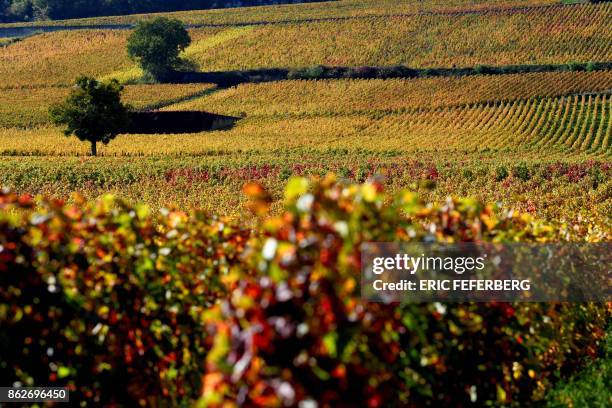 Picture taken on October 11, 2017 in Gevrey-Chambertin shows fall coloured vine grapes.