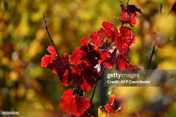 Picture taken on October 11, 2017 in Gevrey-Chambertin shows fall coloured vine grapes. / AFP PHOTO / ERIC FEFERBERG