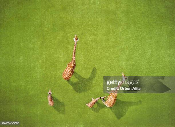 aerial view of giraffes - south africa aerial stock pictures, royalty-free photos & images