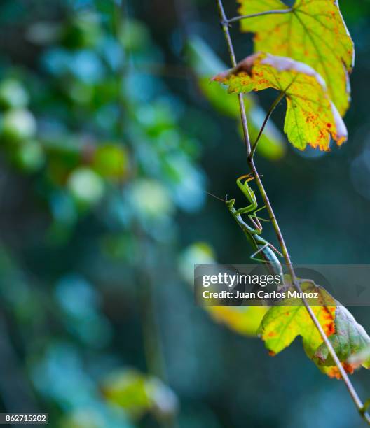 european mantis - mantis (mantis religiosa), insectos, arthropodos, cantabria, spain, europe - insectos stock pictures, royalty-free photos & images