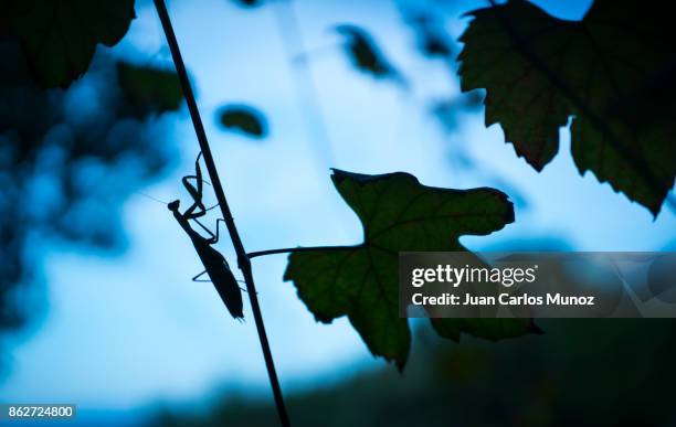 european mantis - mantis (mantis religiosa), insectos, arthropodos, cantabria, spain, europe - insectos stock pictures, royalty-free photos & images