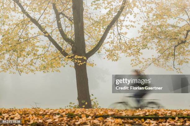 Cyclist is pictured in front of a colorful tree in the foggy morning on October 18, 2017 in Berlin, Germany.