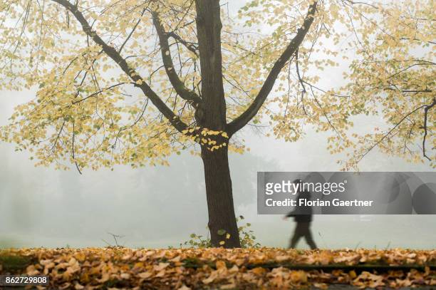 Walking man is pictured in front of a colorful tree in the foggy morning on October 18, 2017 in Berlin, Germany.