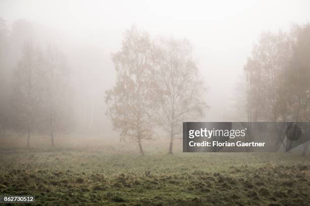 Landscape in the foggy morning near lake Grunewaldsee on October 18, 2017 in Berlin, Germany.