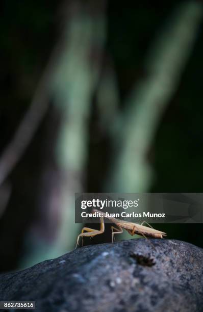 european mantis - mantis (mantis religiosa), insectos, arthropodos, cantabria, spain, europe - insectos stock pictures, royalty-free photos & images