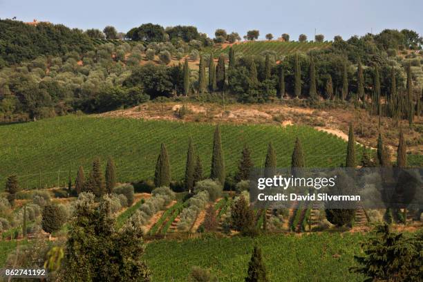 July 23: A view of the fields and vineyards surrounding the Abbey of Sant'Antimo on July 23, 2015 in the valley below the hilltop town of Montalcino...