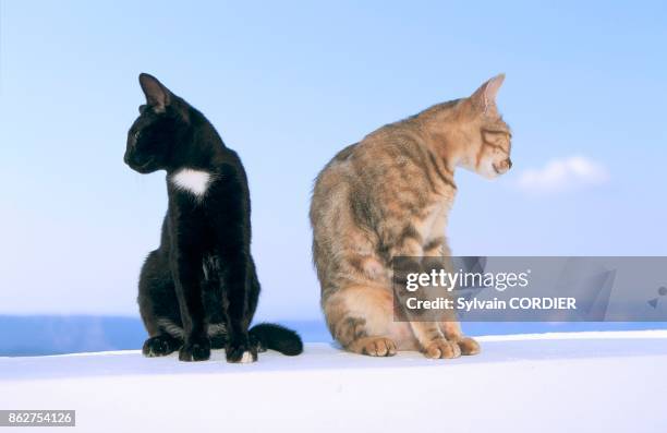 Chats sur un mur blanc.