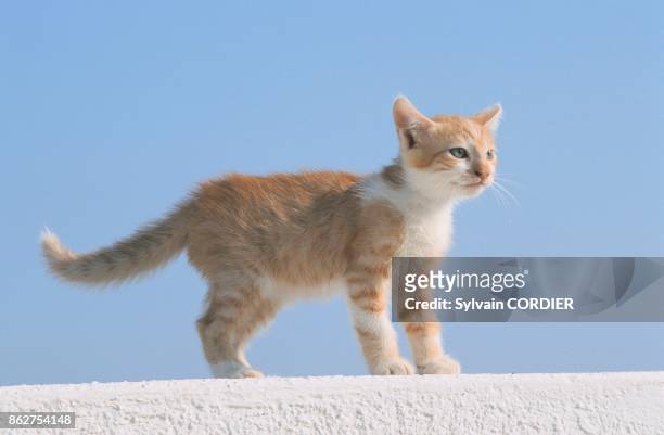 Kitten on a wall in Greece.