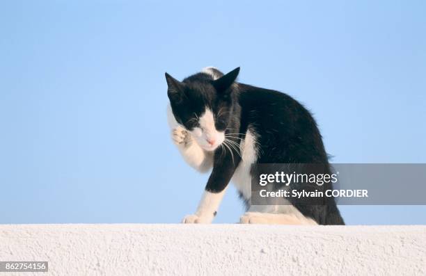 Chat noir et blanc faisant sa toilette en Grece.