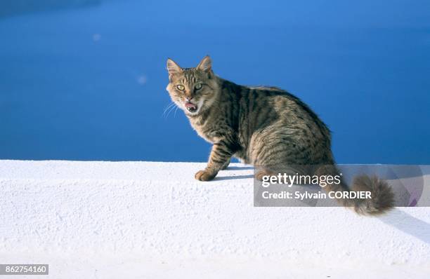 Chat adulte sur un fond de mer en Grece.