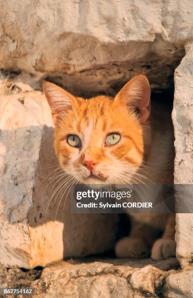 Chat passant a travers un trou dans un mur en Grece.