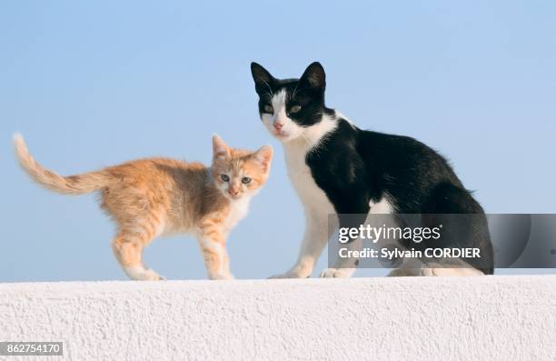 Chatte et son chaton sur un mur en Grece.