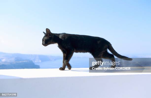 Chat noir marchant sur un mur blanc en Grece.