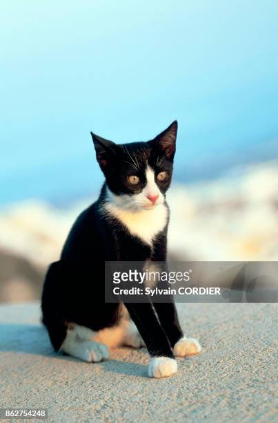 Kitten in Greece.
